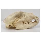 Montana Black Bear Skull Taxidermy