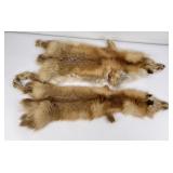 Pair of Montana Taxidermy Red Fox Hides