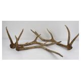 Lot of Brown Montana Elk Horns
