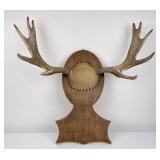 Montana Taxidermy Moose Horns