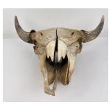 Nice Large Montana Buffalo Skull