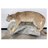 Giant Montana Mountain Lion Taxidermy Mount