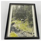 Antique Hand Tinted Montana Elk Photo