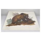 University of Montana Dorman Grizzly Bear Print