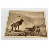 Carl Rungius Elk Print