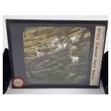 Glacier Park Mountain Goats Magic Lantern Slide