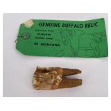 Montana Buffalo Jump Recovered Tooth