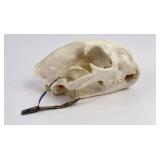 Large Montana Mountain Lion Skull