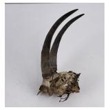 Very Large Montana Mountain Goat Horns
