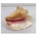 Large Queen Conch Shell