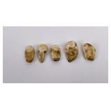 Lot of 5 Montana Bull Elk Teeth