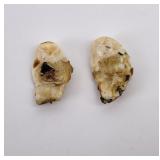Montana Bull Elk Teeth