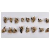 Lot of Montana Taxidermy Wolf Claws