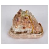Cassis tuberosa King Helmet Conch Sea Shell