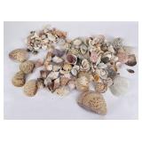 Large Old Sea Shell Collection