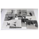 Bill Gabriel National Audubon Society Photos