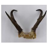 Large Set of Montana Antelope Horns