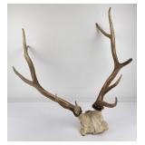 Montana Rocky Mountain Elk Horns Taxidermy