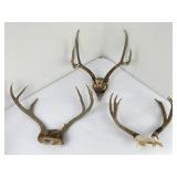 3 Sets of Montana Mule Deer Horns Taxidermy