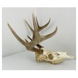 European Mounted Montana Whitetail Deer Horns