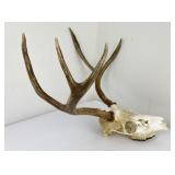 European Mounted Montana Whitetail Deer Horns