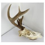 European Mounted Montana Whitetail Deer Horns