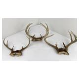 3 Sets of Montana Whitetail Deer Horns Taxidermy