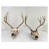 2 Sets of Montana Mule Deer Horns Taxidermy