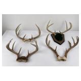 4 Sets of Montana Whitetail Deer Horns Taxidermy