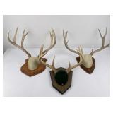 3 Sets of Montana Deer Horns Taxidermy
