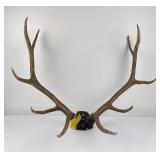Montana Rocky Mountain Elk Horns Taxidermy