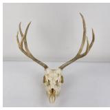 European Mounted Montana Mule Deer Horns