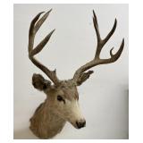 Montana Cabin Mule Deer Taxidermy Mount