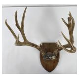 Nontypical Montana Taxidermy Whitetail Deer Horns