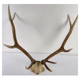 Montana Rocky Mountain Elk Horns Taxidermy
