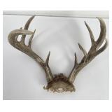 Montana Taxidermy Whitetail Deer Horns