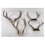 4 Sets of Montana Mule Deer Horns Taxidermy