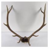 Montana Rocky Mountain Elk Horns Taxidermy