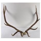 Montana Rocky Mountain Elk Horns Taxidermy