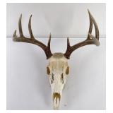European Mounted Montana Whitetail Deer Horns