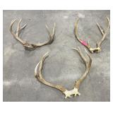 3 Sets of Montana Mule Deer Horns Taxidermy