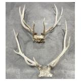 Montana Rocky Mountain Elk Horns Taxidermy