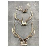 Montana Rocky Mountain Elk Horns Taxidermy