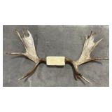 Montana Shiras Moose Taxidermy Horns