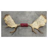 Montana Shiras Moose Taxidermy Horns
