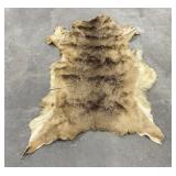 Large Montana Taxidermy Trophy Elk Hide