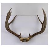 Large Montana Mule Deer Taxidermy Horns