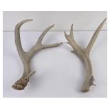 Large Pair of Montana Mule Deer Shed Horns