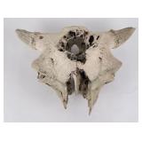Montana River Found Ancient Buffalo Skull