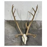 Woodland Caribou Taxidermy Horns